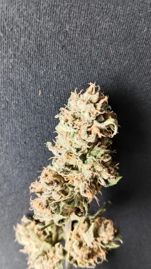 Unreleased champions mix auto fastbuds. Week 14