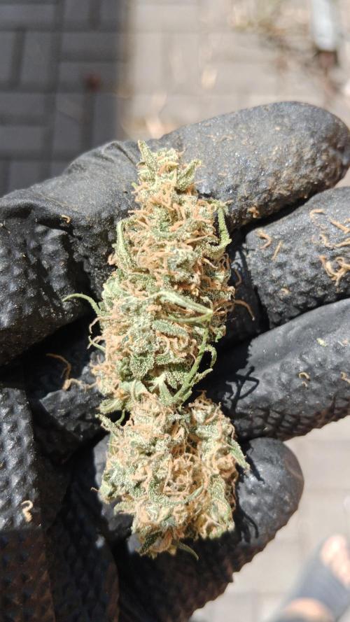 Unreleased champions mix auto fastbuds. Week 14