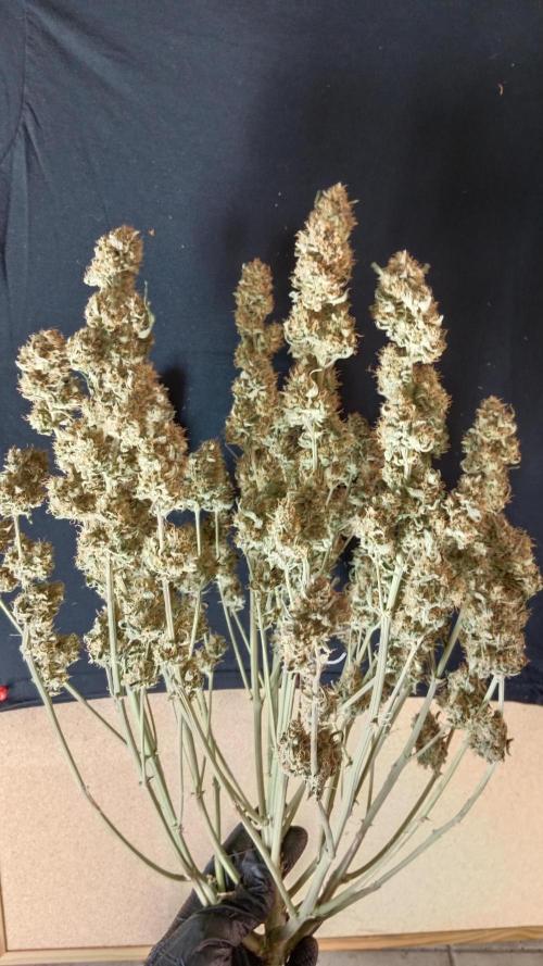 Unreleased champions mix auto fastbuds. Week 15