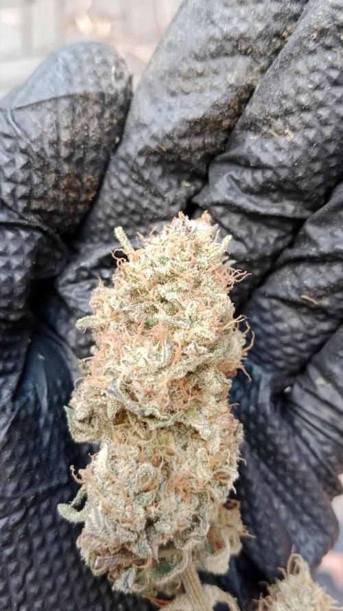 Unreleased champions mix auto fastbuds. Week 15