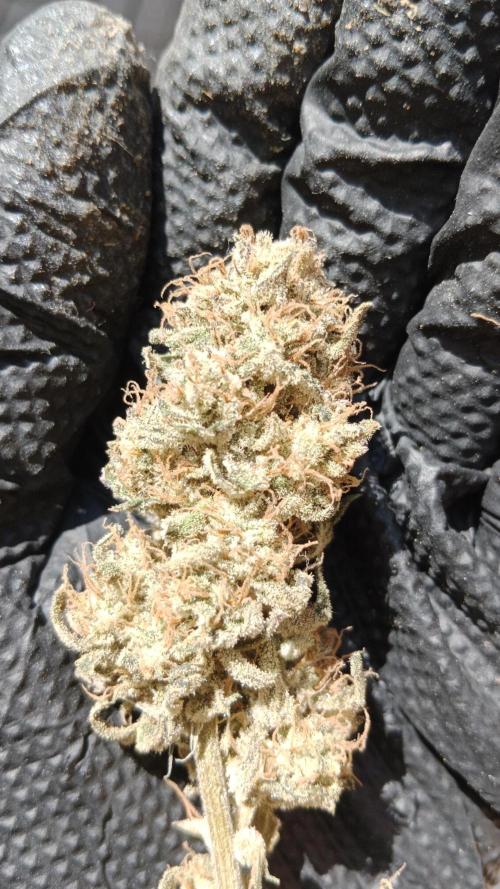 Unreleased champions mix auto fastbuds. Week 15