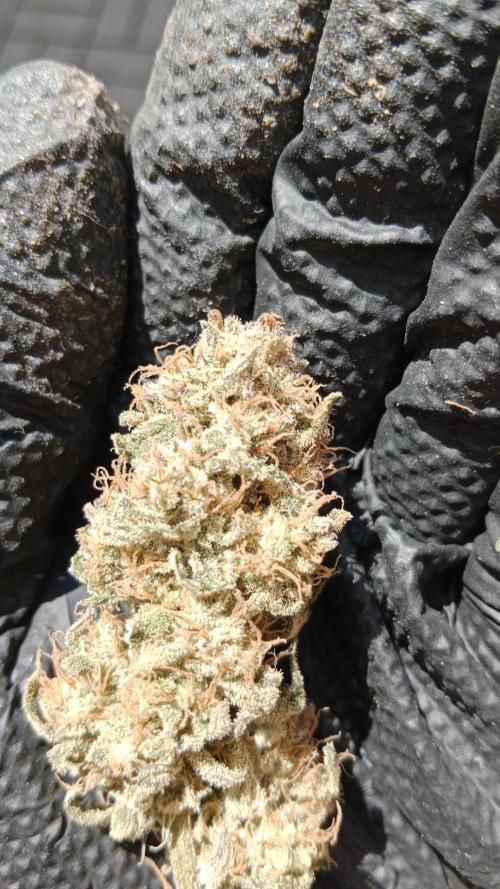 Unreleased champions mix auto fastbuds. Week 15