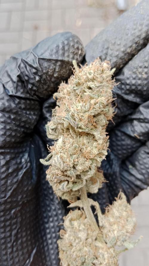 Unreleased champions mix auto fastbuds. Week 15