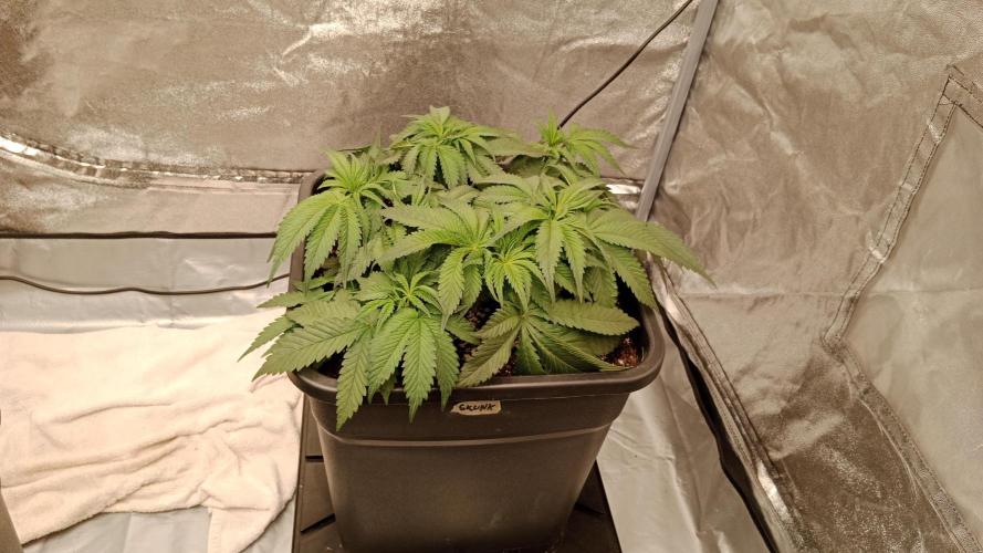 Barney's farm. Week 8