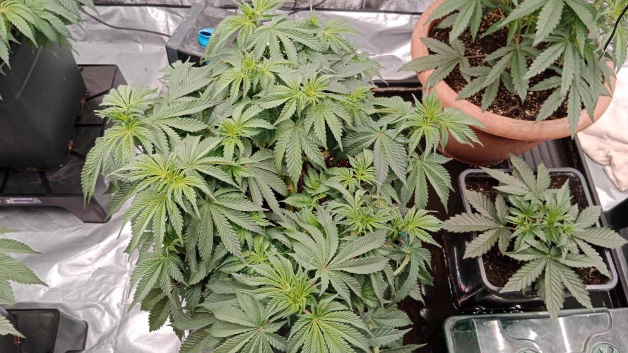 Barney's farm. Week 8