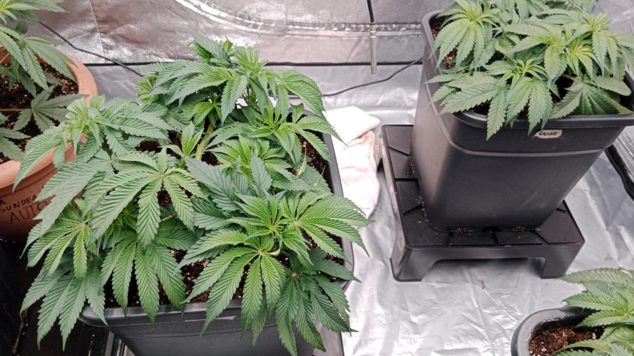 Barney's farm. Week 8