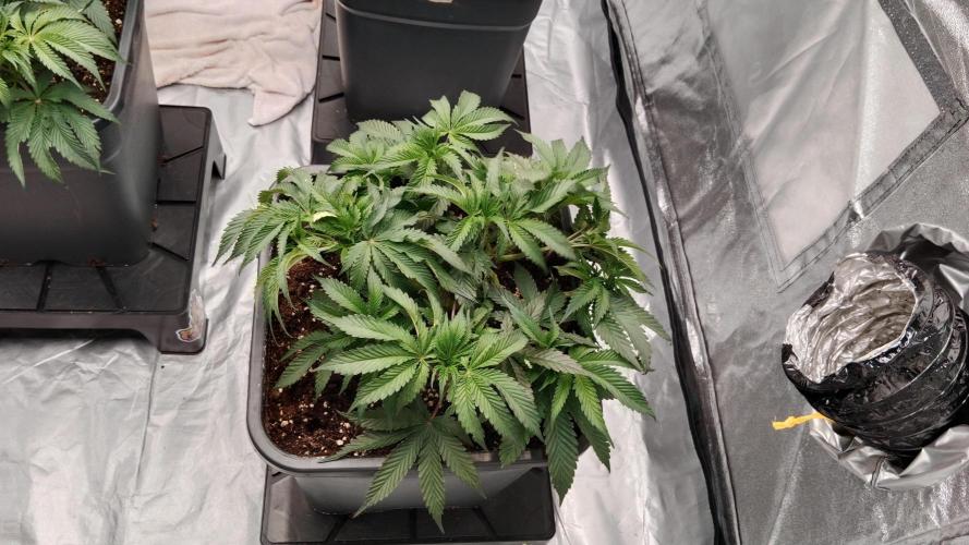 Barney's farm. Week 8
