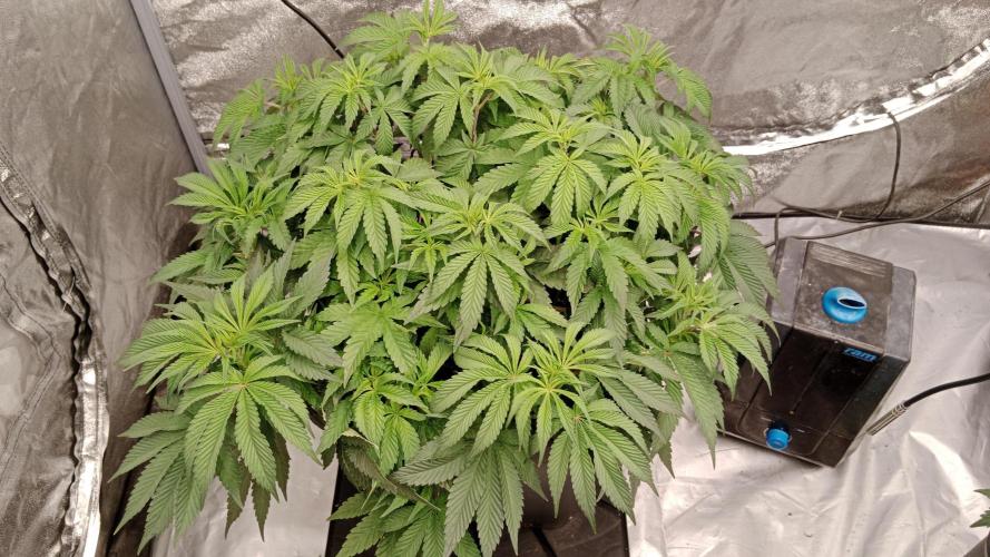 Barney's farm. Week 8