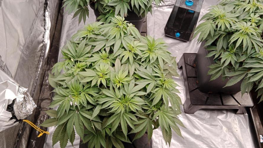 Barney's farm. Week 8