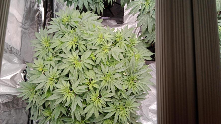 Barney's farm. Week 9
