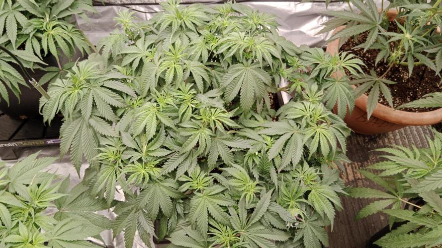 Barney's farm. Week 9
