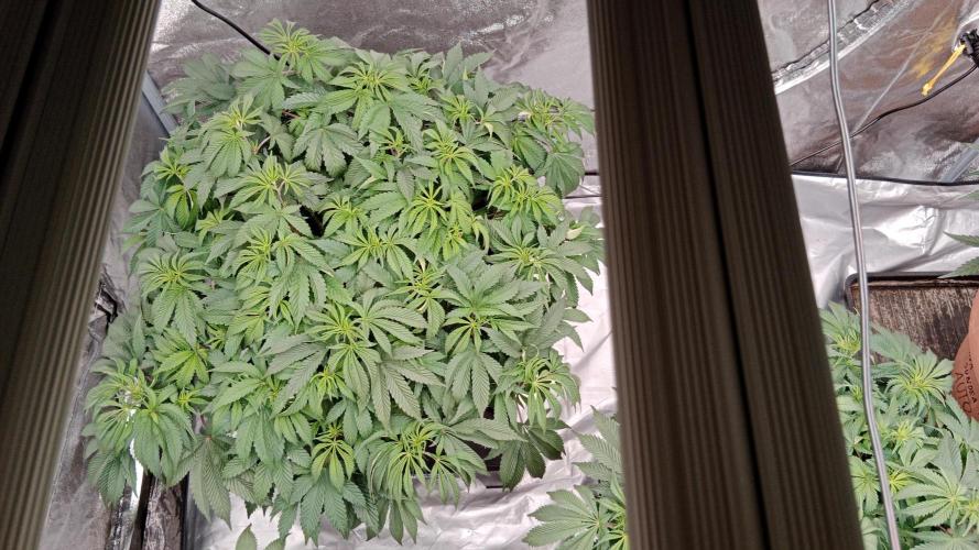 Barney's farm. Week 9