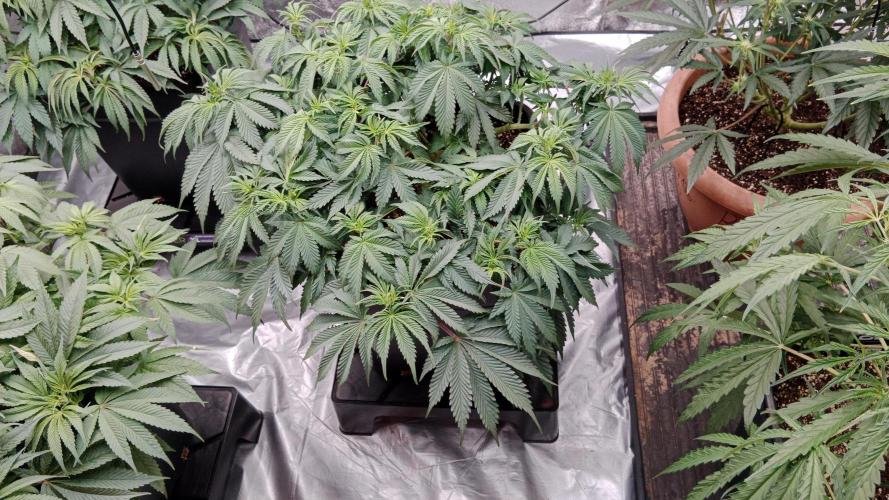 Barney's farm. Week 9