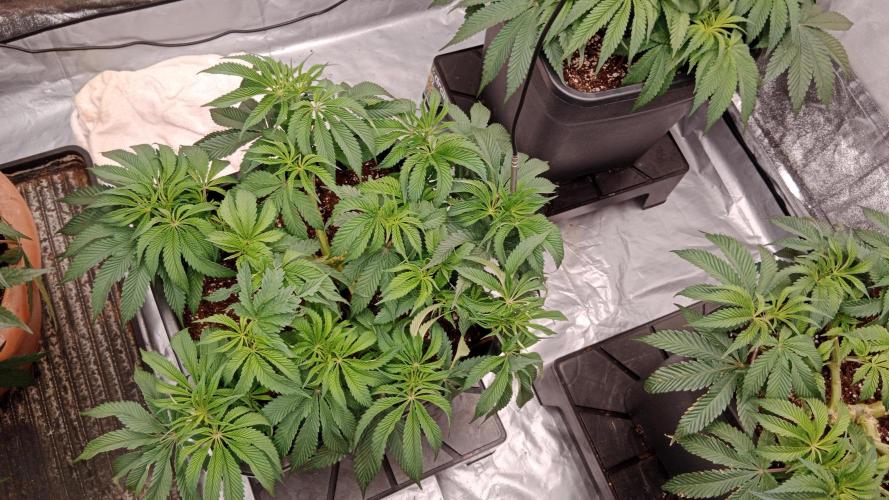 Barney's farm. Week 9