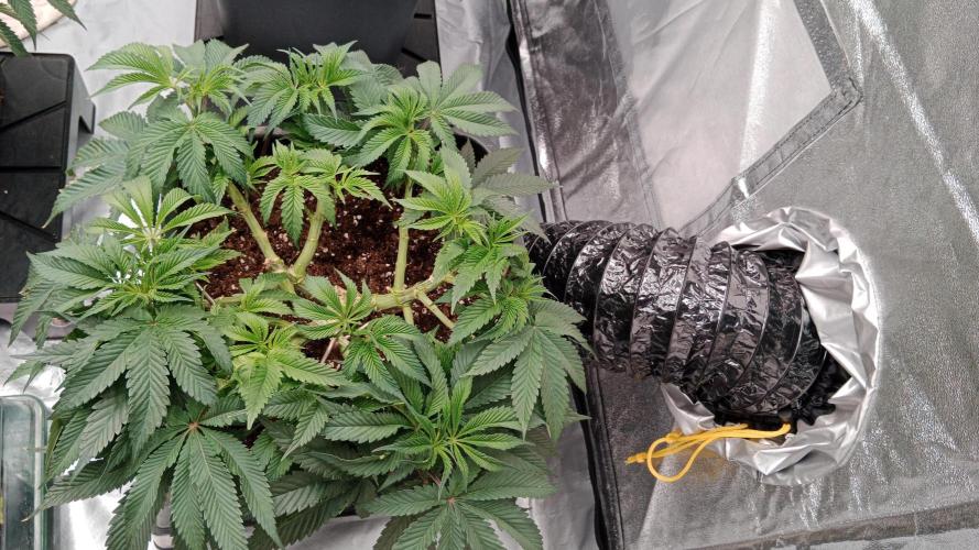 Barney's farm. Week 9