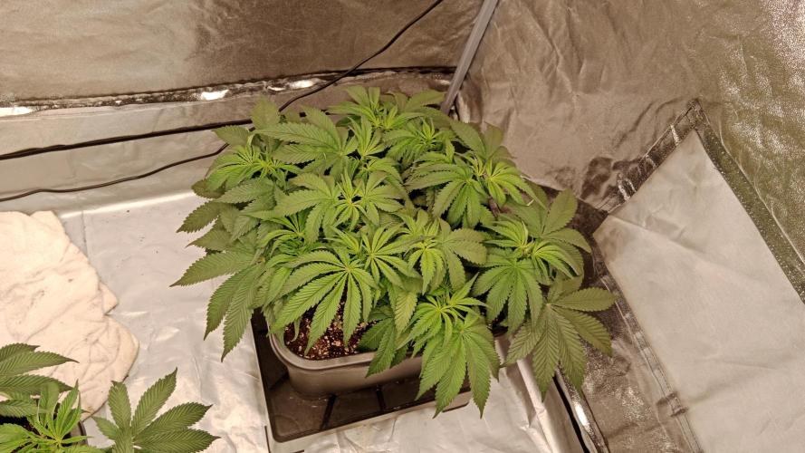 Barney's farm. Week 9