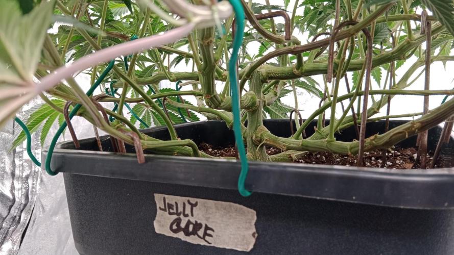 Barney's farm. Week 9