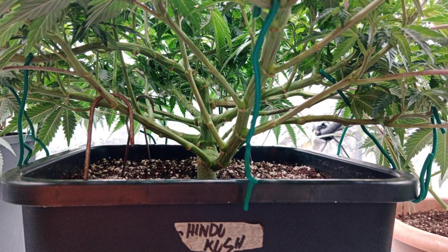 Barney's farm. Week 9