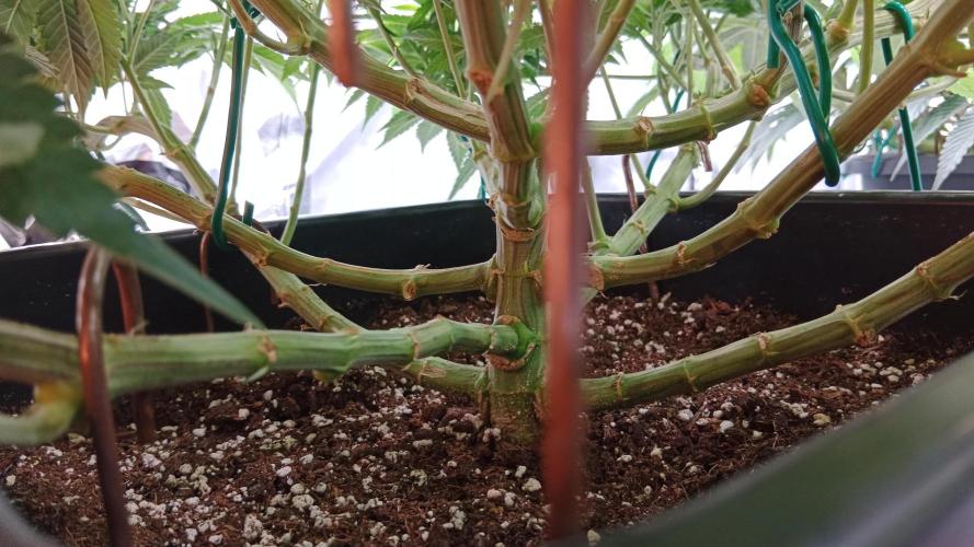 Barney's farm. Week 9