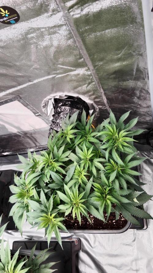 Barney's farm. Week 10