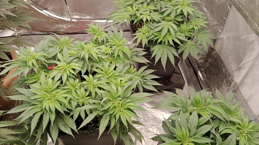 Barney's farm. Week 10