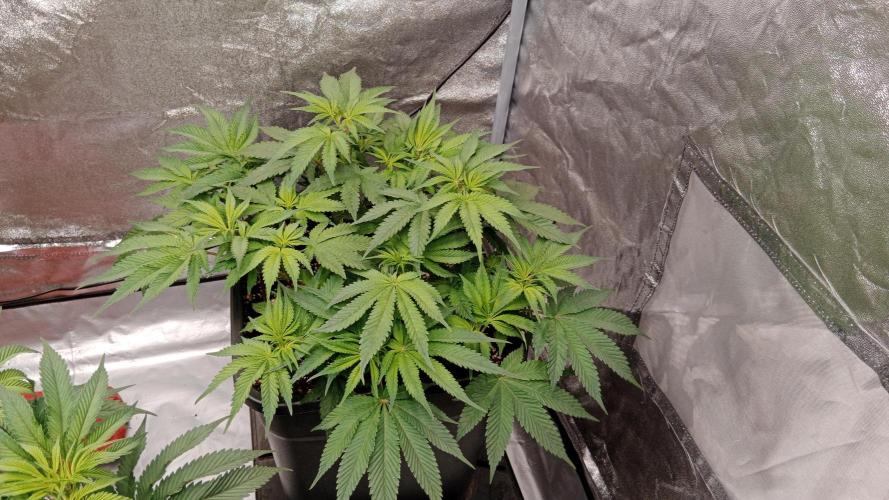 Barney's farm. Week 10