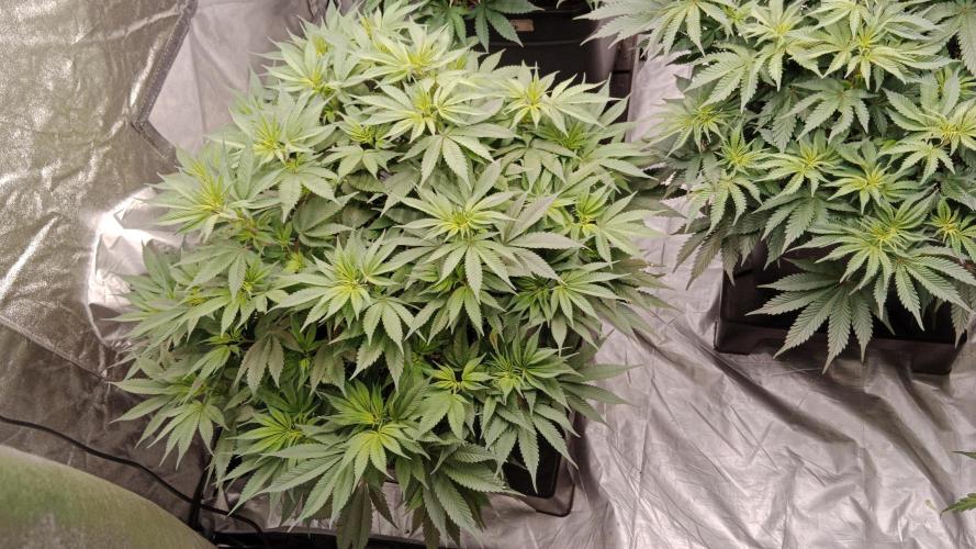 Barney's farm. Week 10