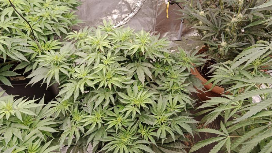 Barney's farm. Week 10