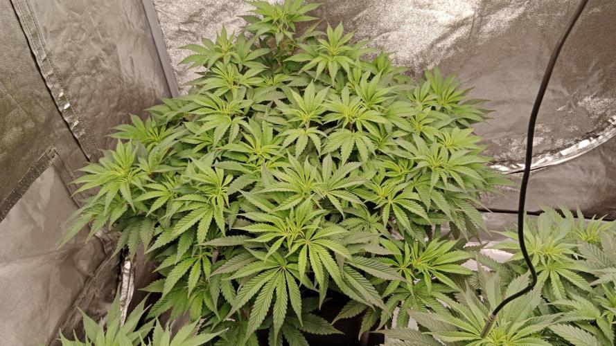 Barney's farm. Week 10