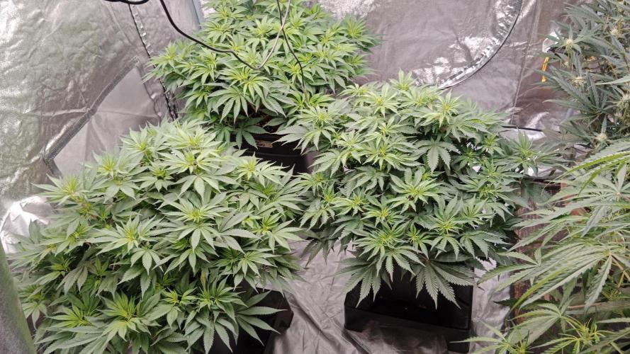 Barney's farm. Week 10