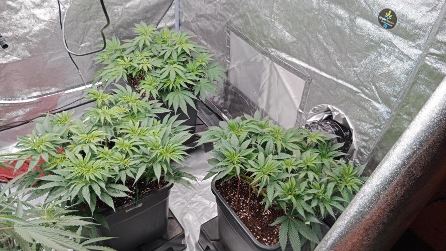 Barney's farm. Week 10