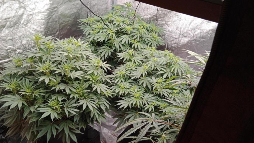 Barney's farm. Week 11