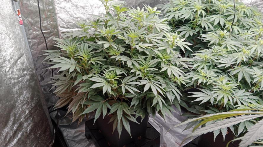 Barney's farm. Week 11