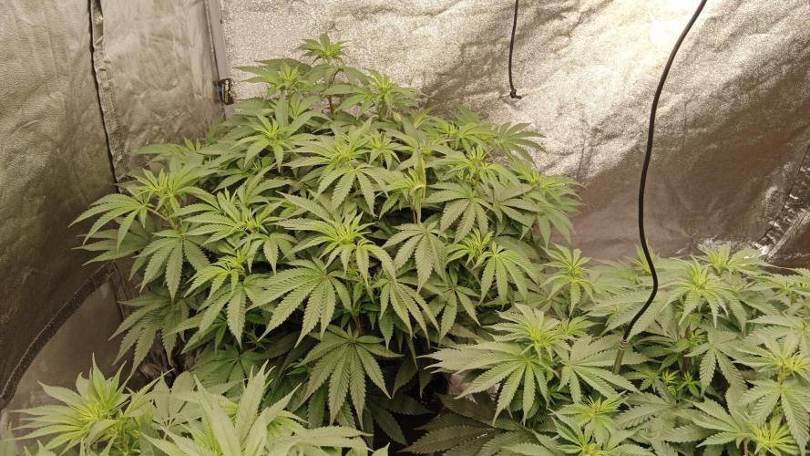 Barney's farm. Week 11