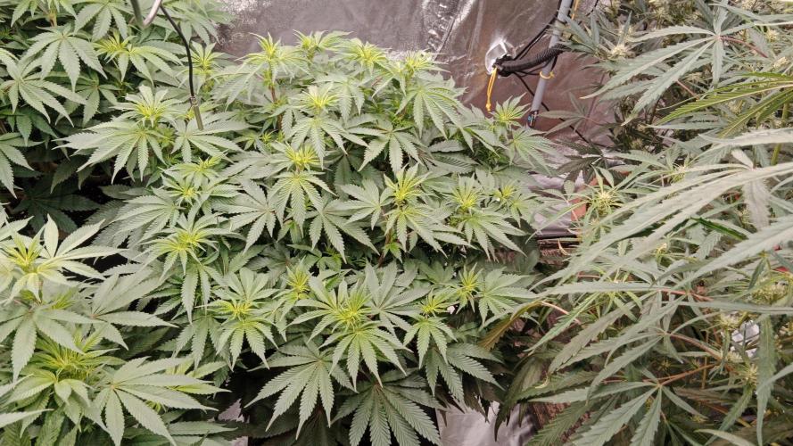 Barney's farm. Week 11
