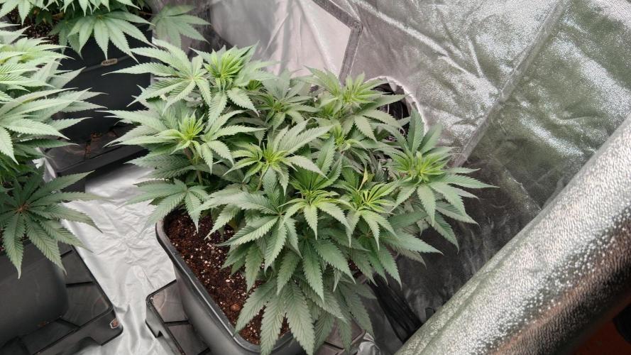 Barney's farm. Week 11