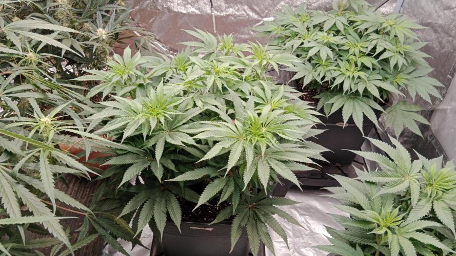 Barney's farm. Week 11