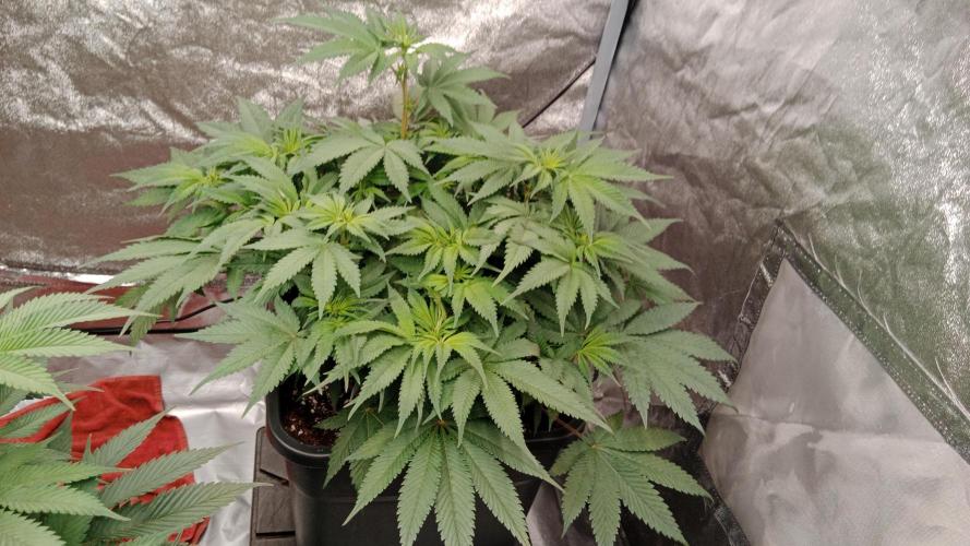 Barney's farm. Week 11
