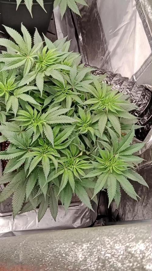 Barney's farm