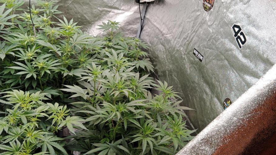 Barney's farm. Week 12