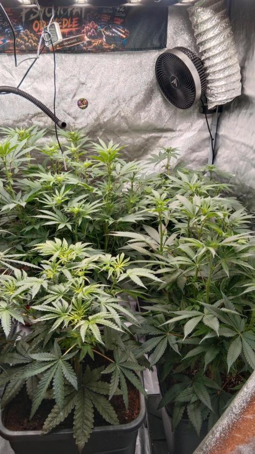 Barney's farm. Week 12
