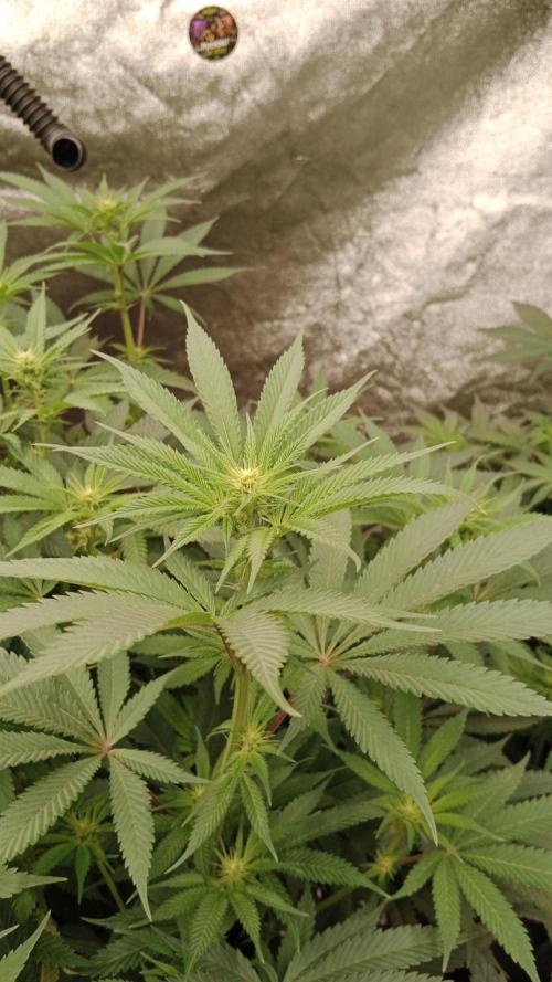 Barney's farm. Week 12