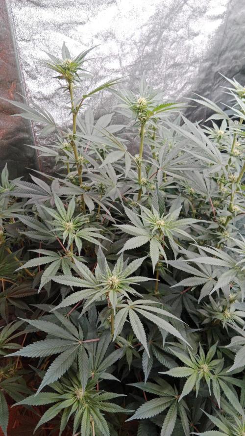 Barney's farm. Week 12