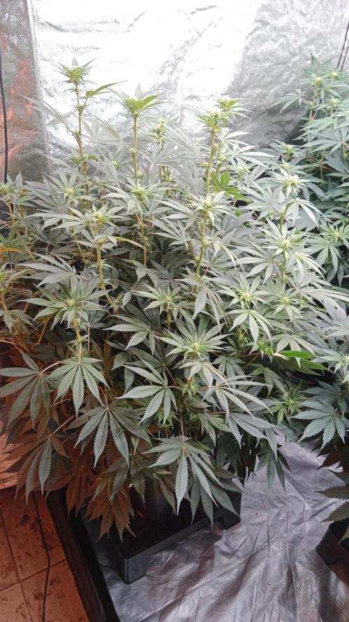Barney's farm. Week 12