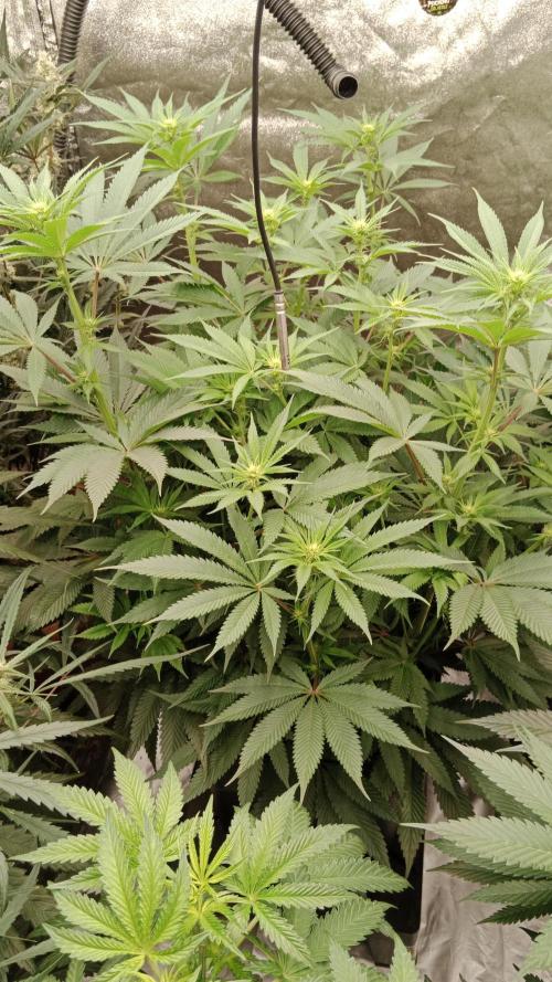 Barney's farm. Week 12