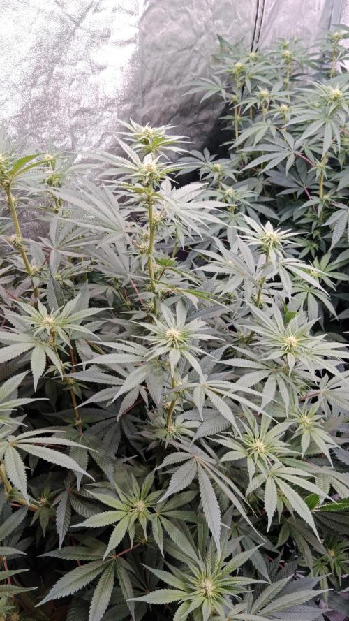 Barney's farm. Week 12
