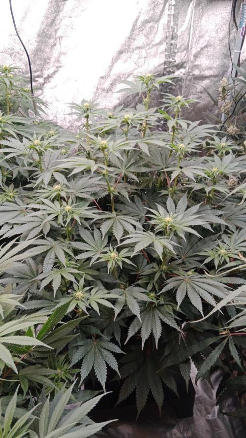 Barney's farm. Week 12