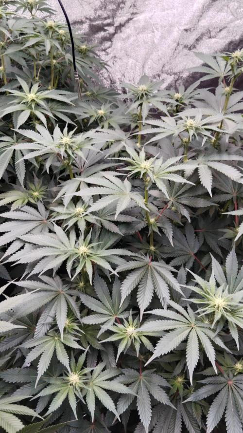 Barney's farm. Week 12