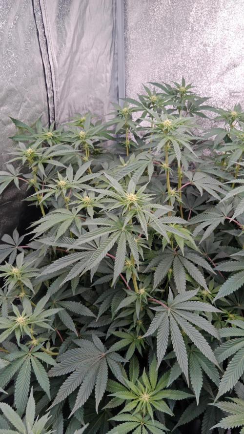 Barney's farm. Week 12