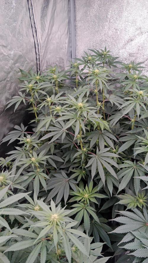 Barney's farm. Week 12